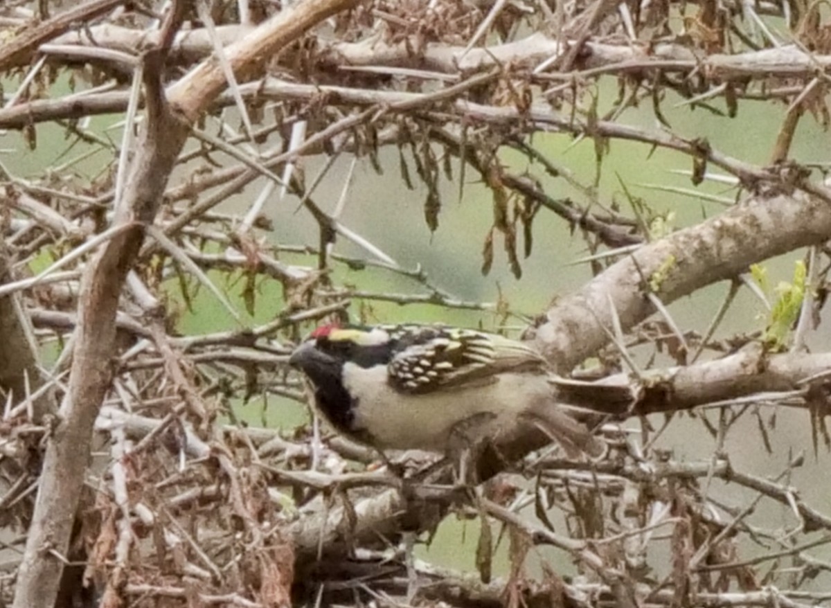 Pied Barbet - ML645693322