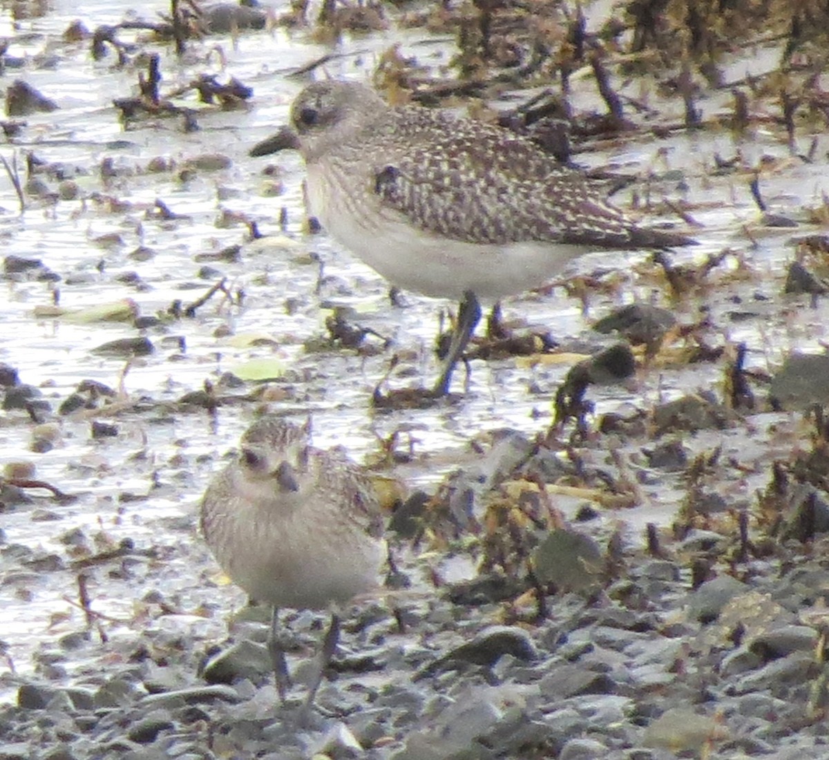 Black-bellied Plover - ML645693324