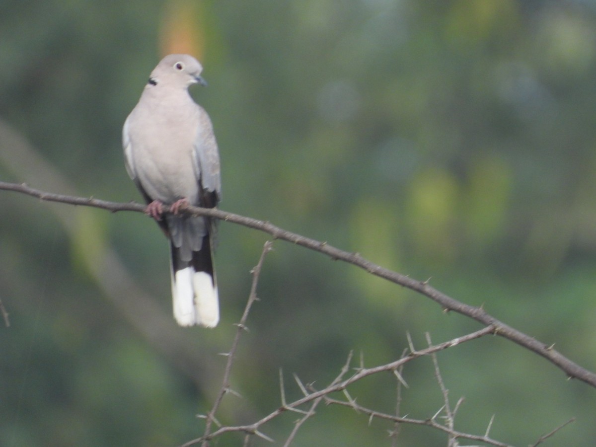 Eurasian Collared-Dove - ML645693325