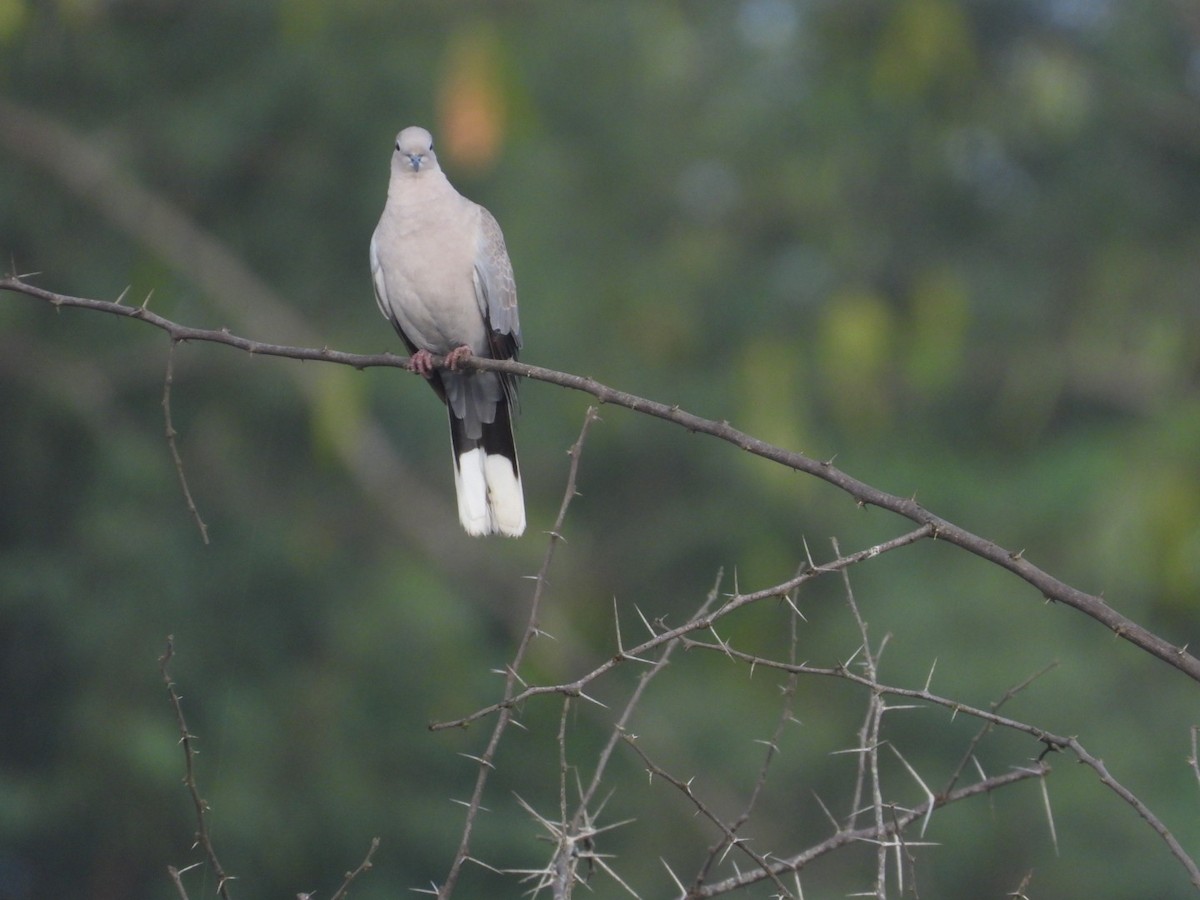 Eurasian Collared-Dove - ML645693326