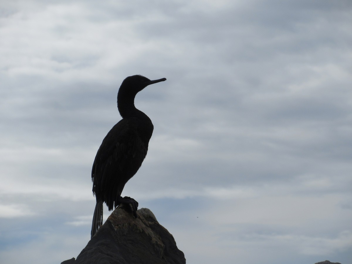 Pelagic Cormorant - ML645693327
