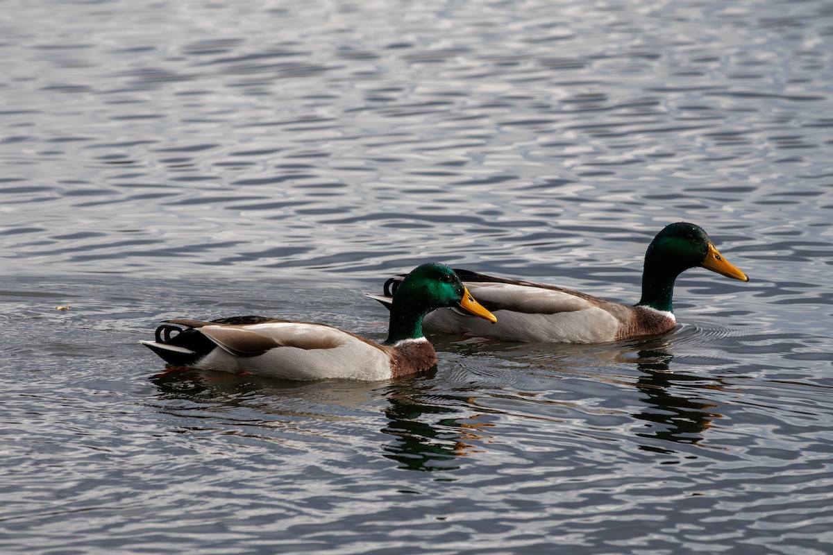 Mallard - ML645693328