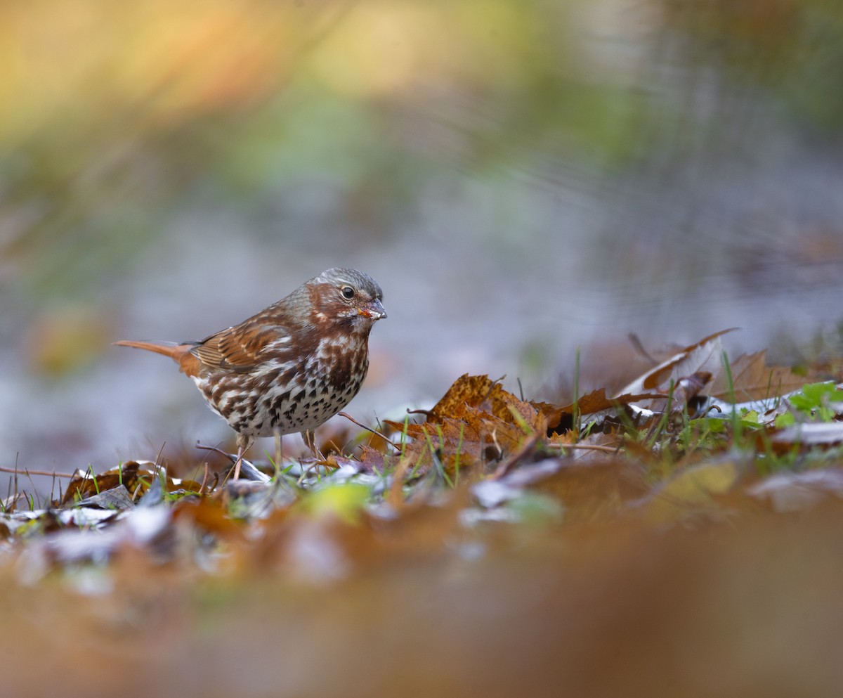 Fox Sparrow (Red) - ML645693329