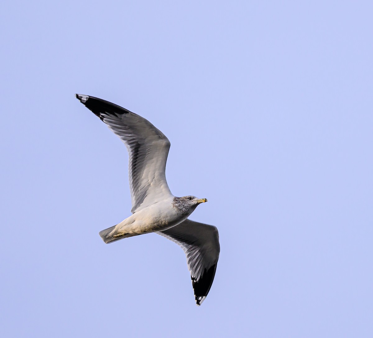 California Gull - ML645693331