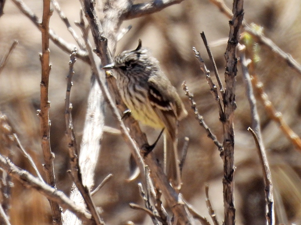 Tufted Tit-Tyrant - ML645693333