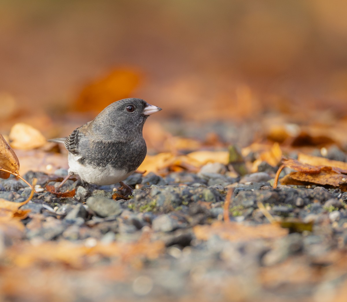 Dark-eyed Junco (Slate-colored) - ML645693334