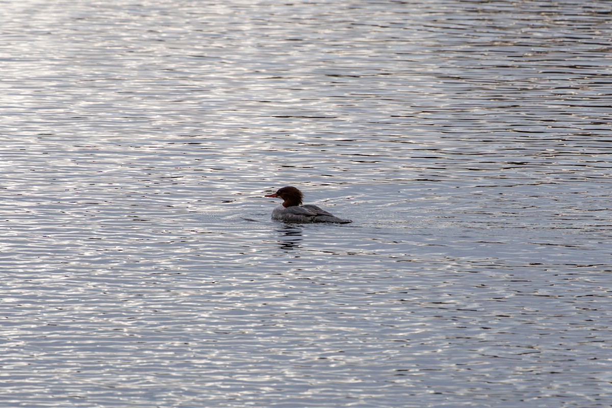 Red-breasted Merganser - ML645693336