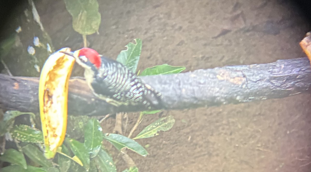 Black-cheeked Woodpecker - ML645693337