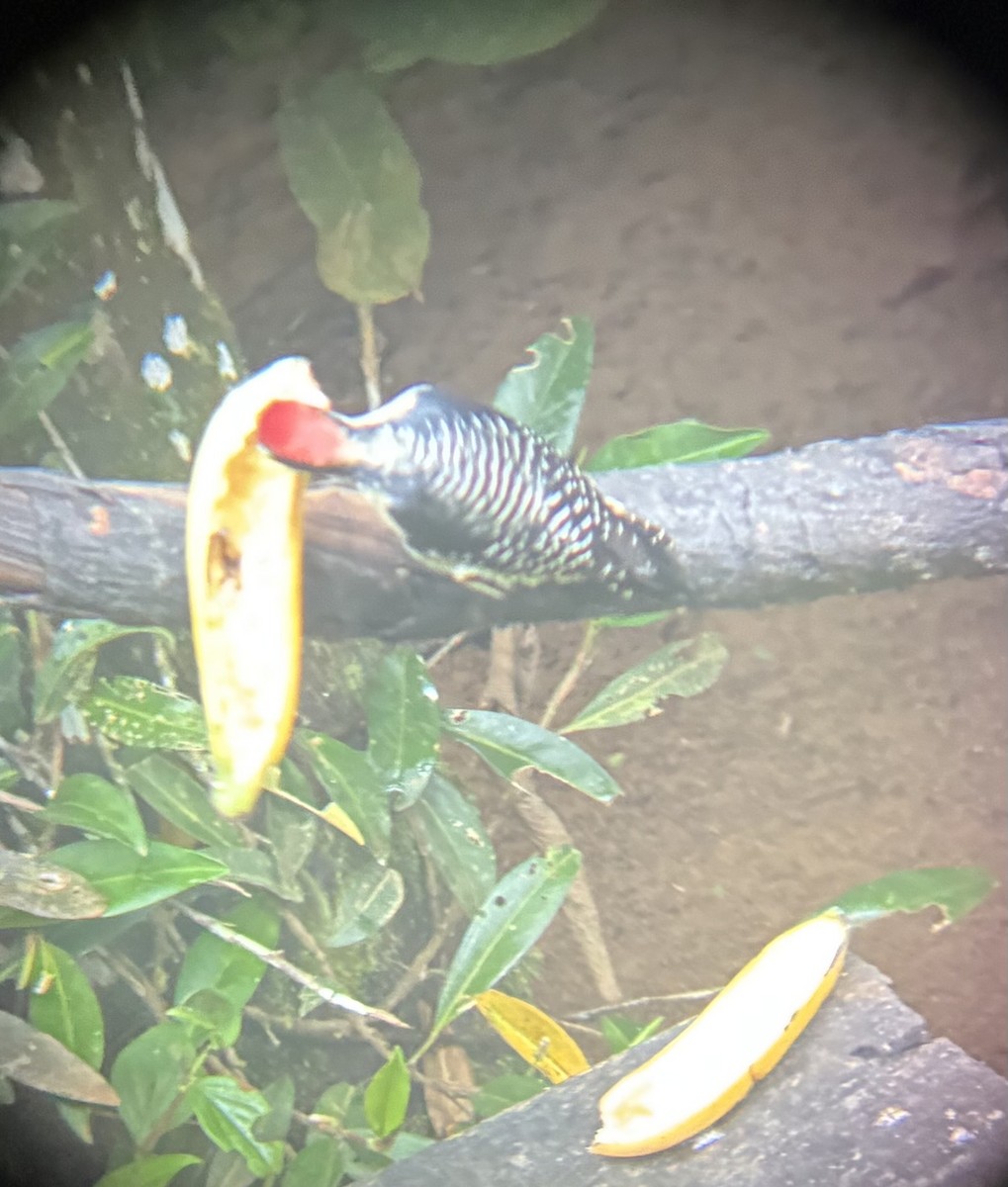 Black-cheeked Woodpecker - ML645693338