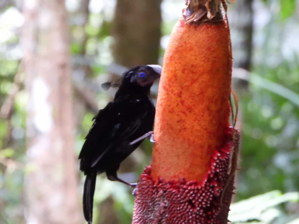 Western Parotia - ML645693339