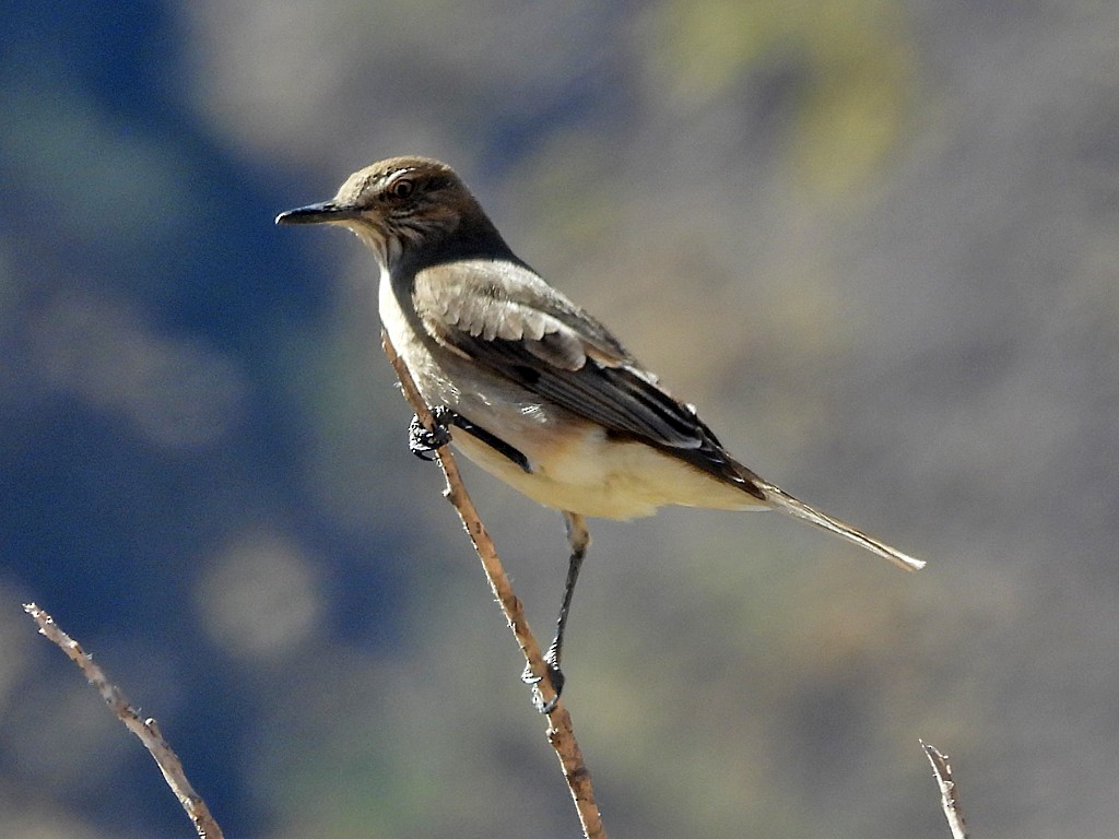 Black-billed Shrike-Tyrant - ML645693340