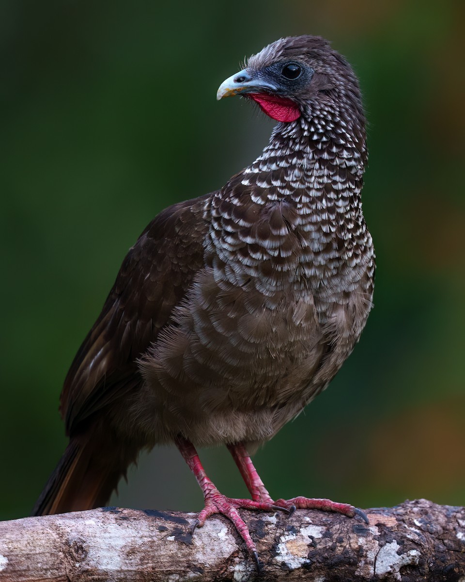 Speckled Chachalaca - ML645693341
