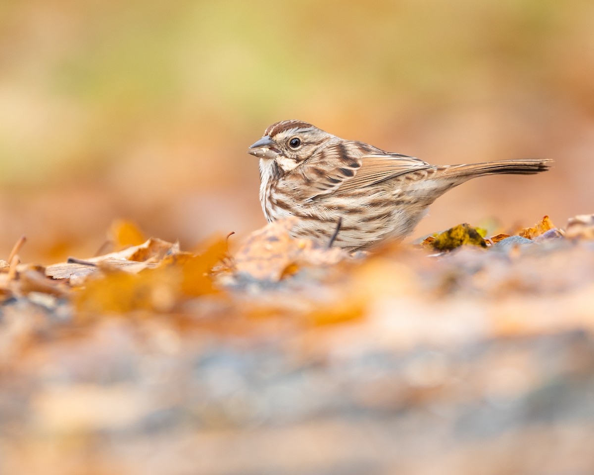 Song Sparrow - ML645693344