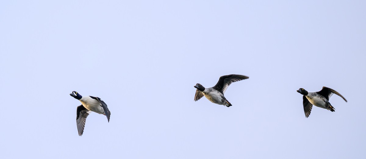 Barrow's Goldeneye - ML645693345