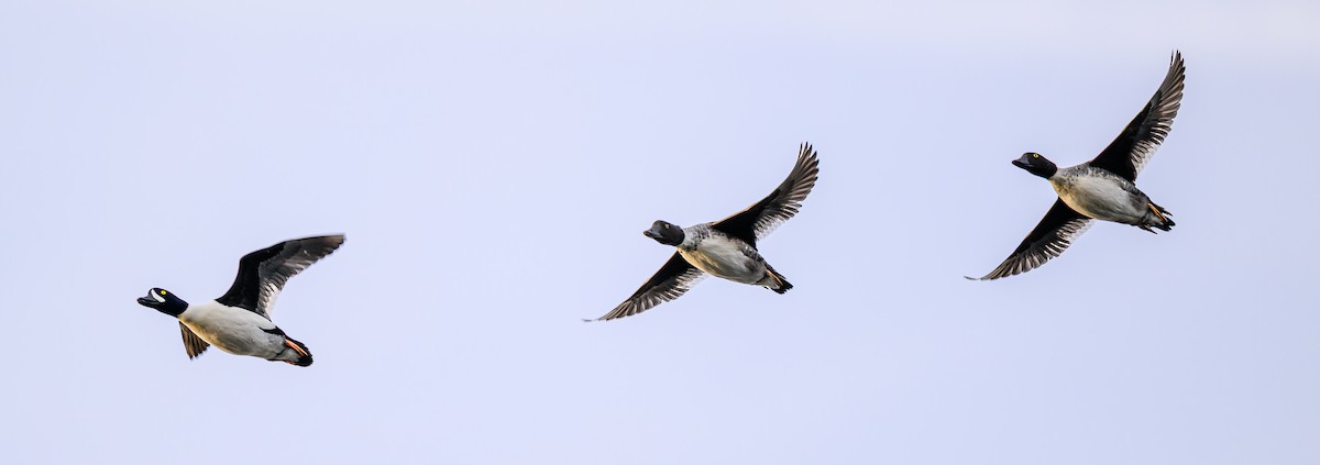 Barrow's Goldeneye - ML645693346