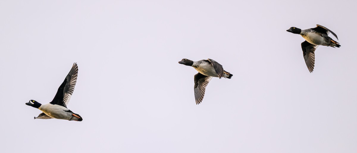 Barrow's Goldeneye - ML645693347