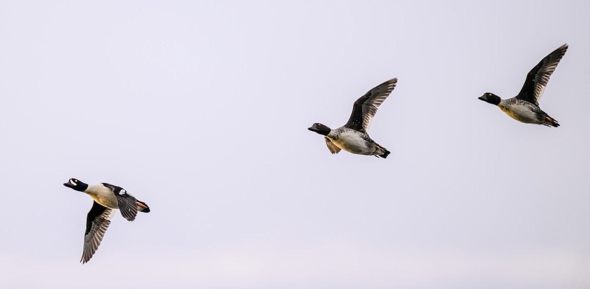 Barrow's Goldeneye - ML645693348