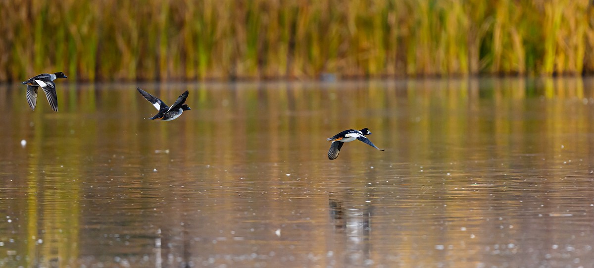 キタホオジロガモ - ML645693349