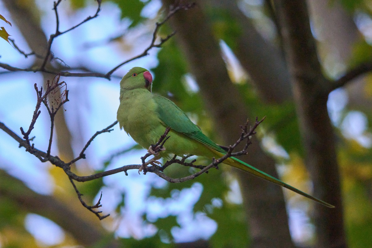 Rose-ringed Parakeet - ML645693350