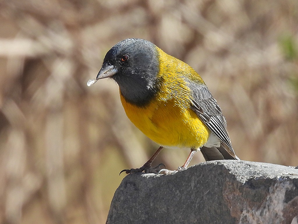 Gray-hooded Sierra Finch - ML645693356