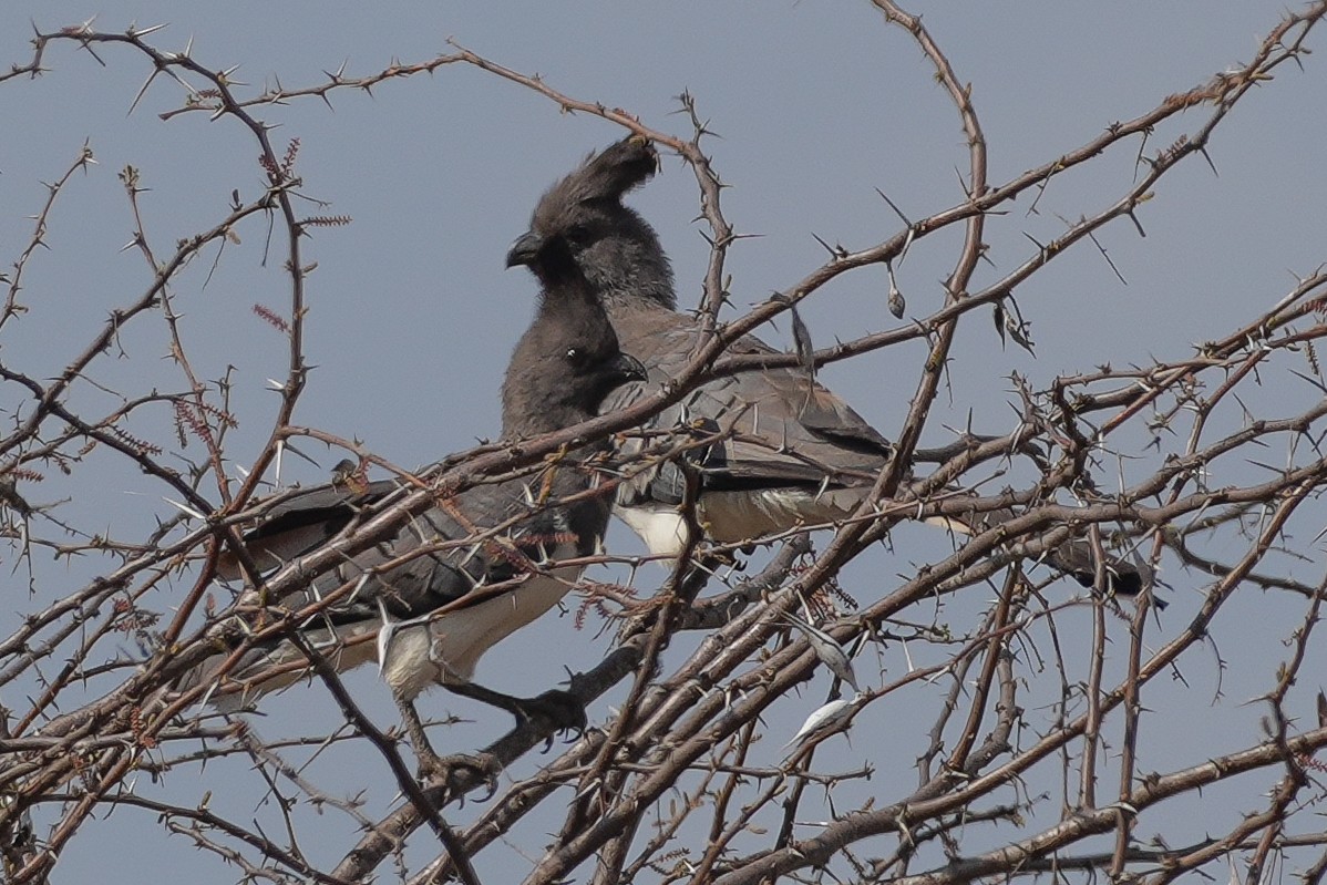 White-bellied Go-away-bird - ML645693358