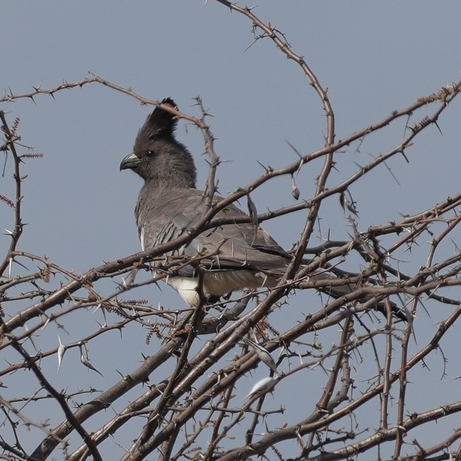 White-bellied Go-away-bird - ML645693359