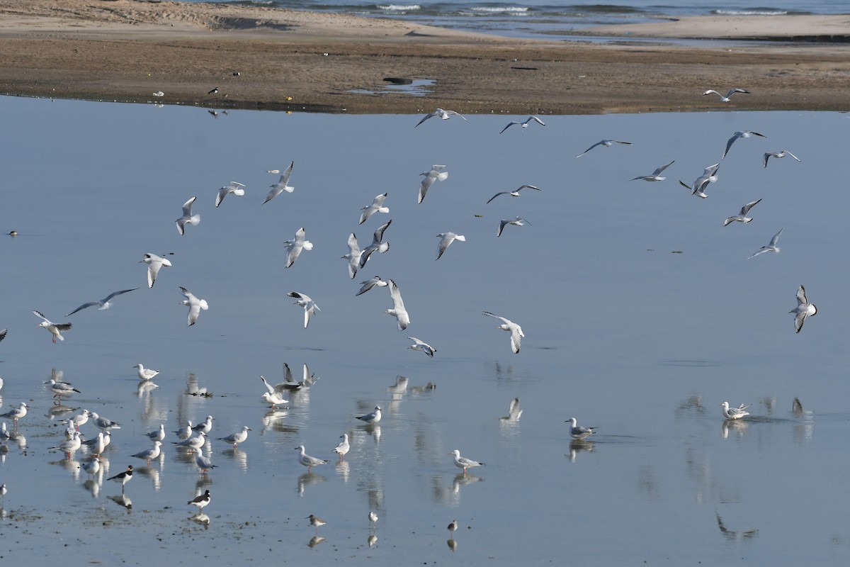 Slender-billed Gull - ML645693360