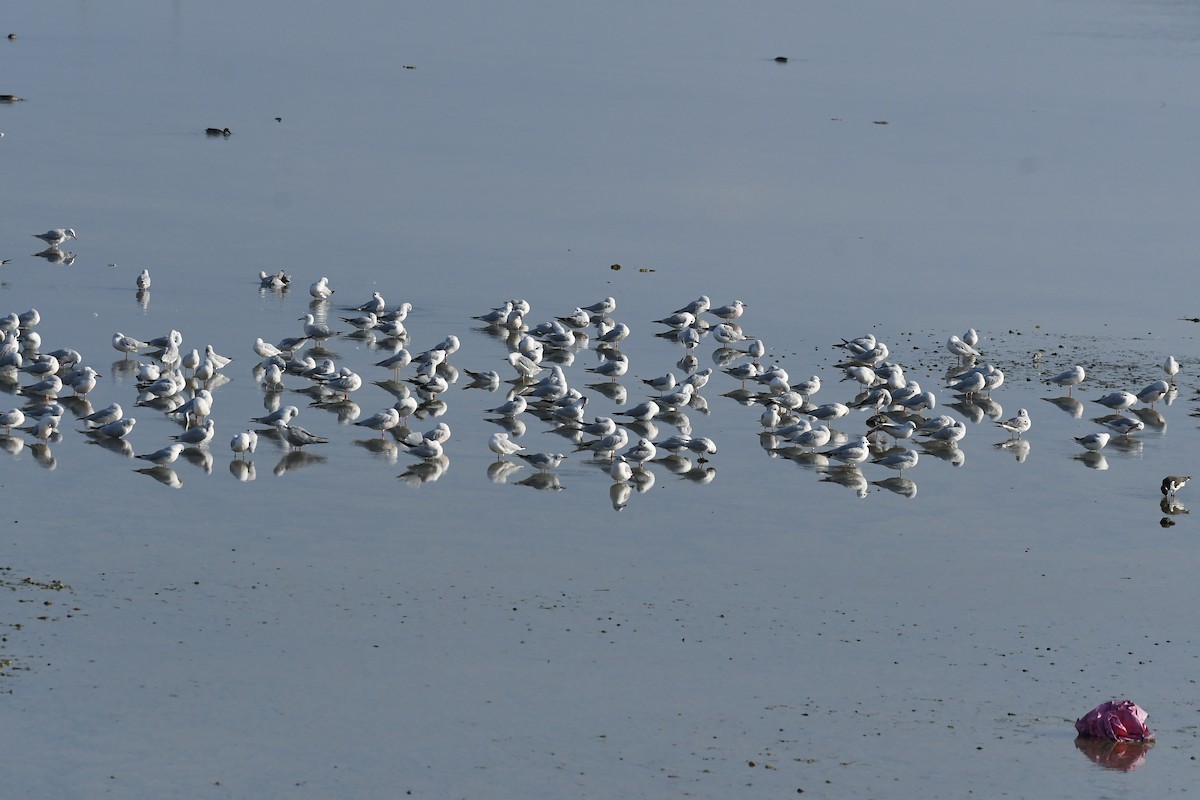 Slender-billed Gull - ML645693361