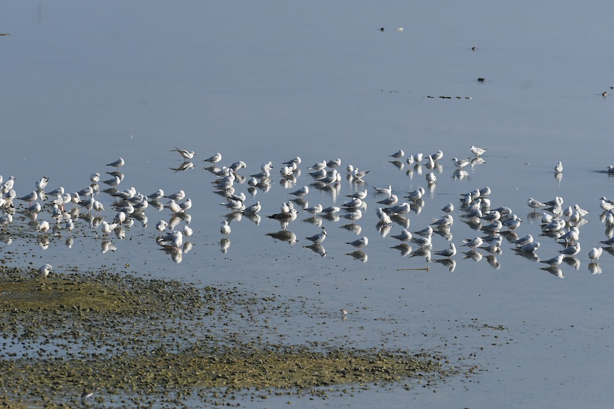 Slender-billed Gull - ML645693362