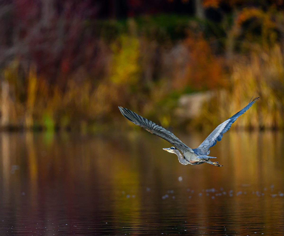 Great Blue Heron - ML645693363