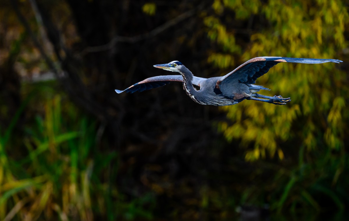 Great Blue Heron - ML645693364
