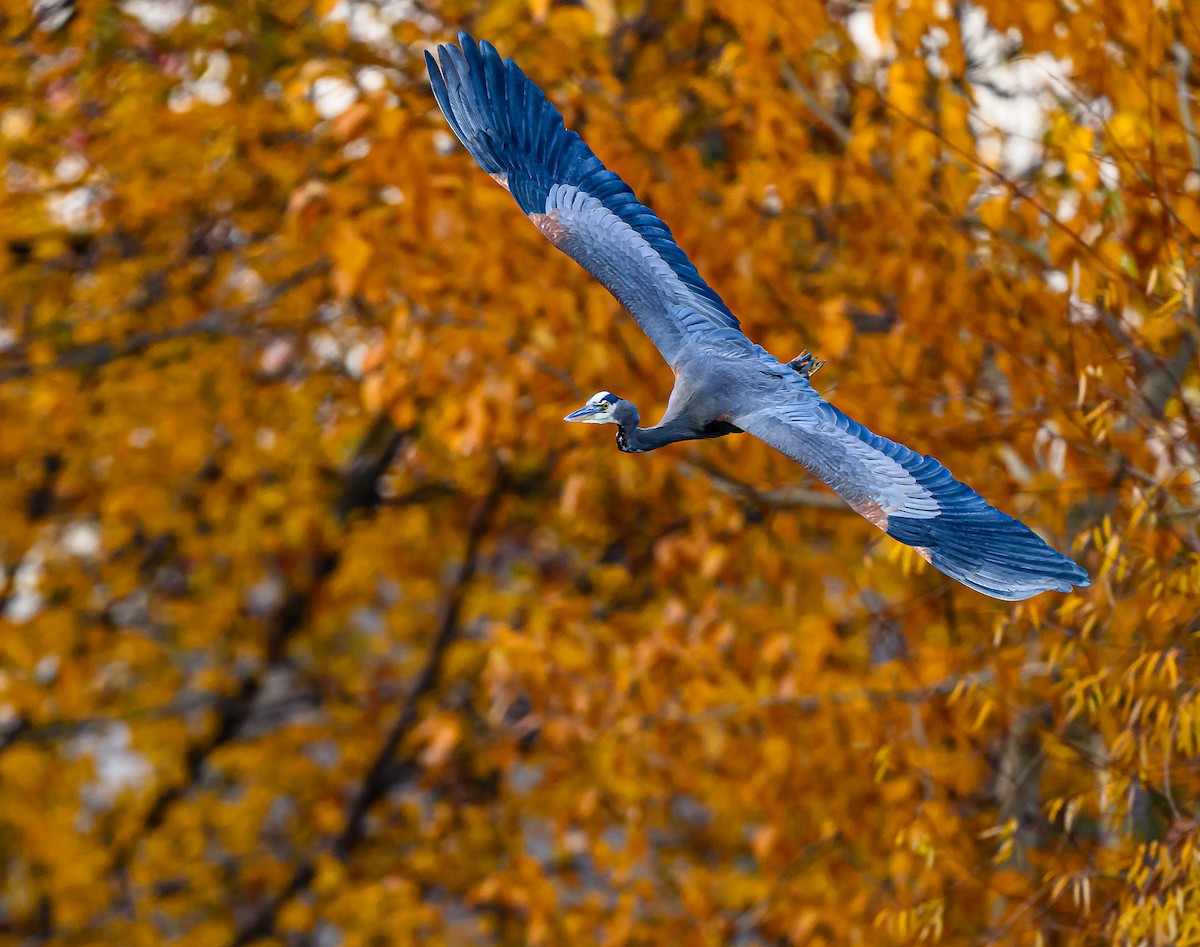 Great Blue Heron - ML645693365