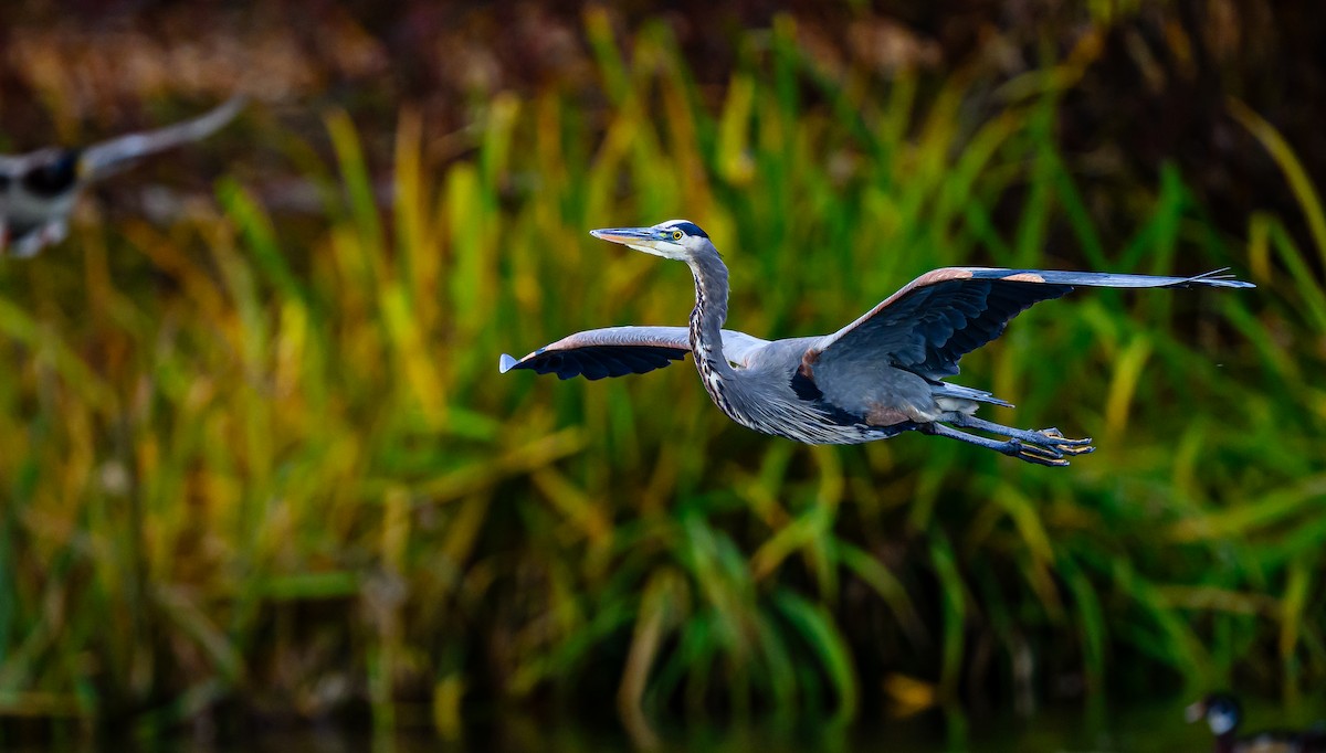 Great Blue Heron - ML645693366