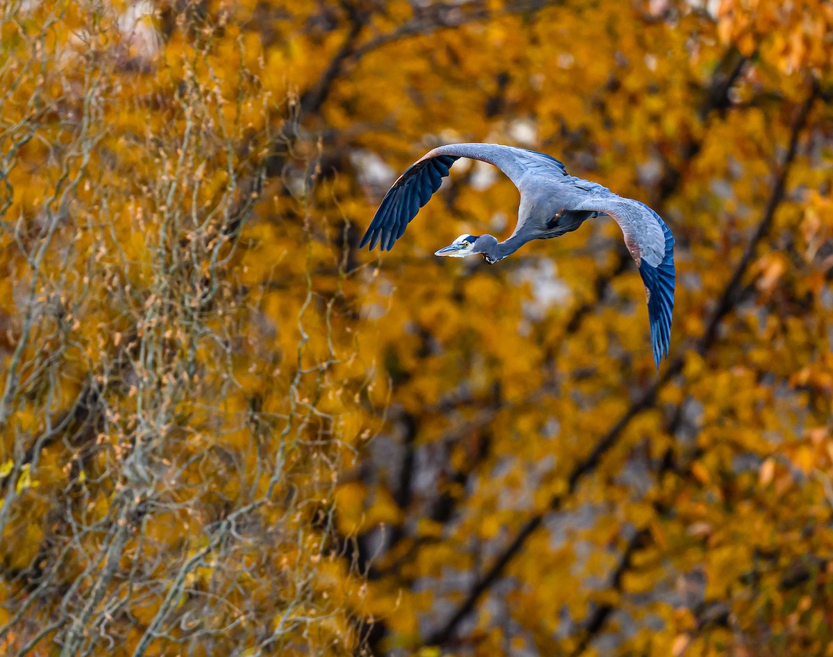 Great Blue Heron - ML645693367