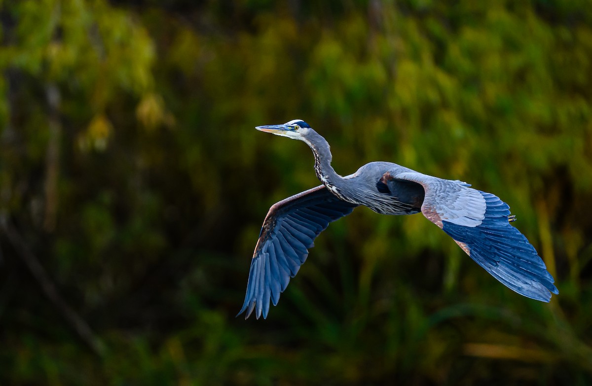 Great Blue Heron - ML645693368