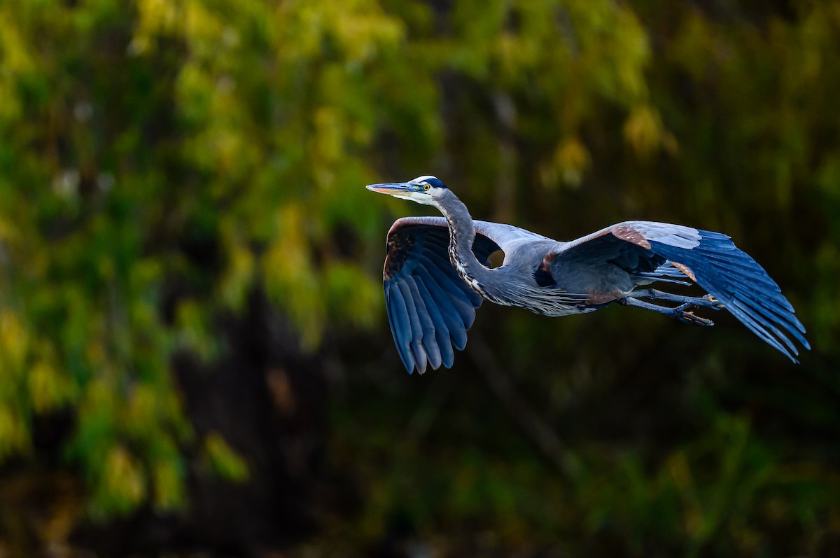 Great Blue Heron - ML645693369