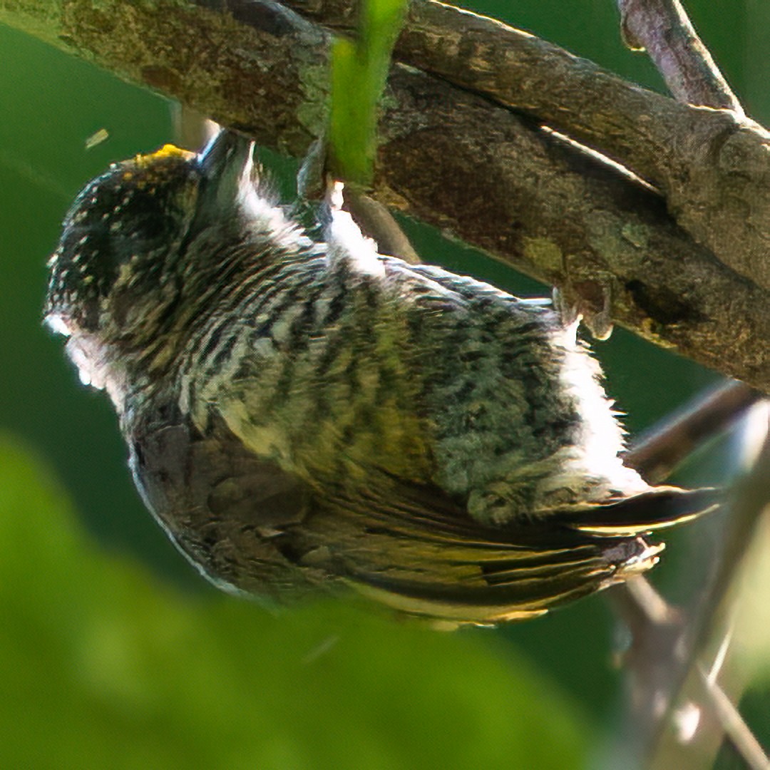 Добаш смугастогрудий - ML645693375