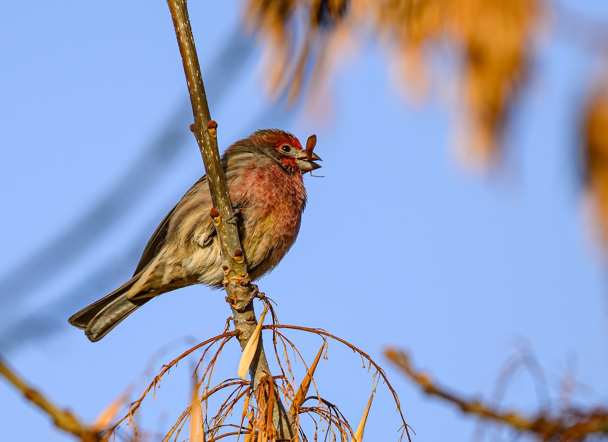 Roselin familier - ML645693379