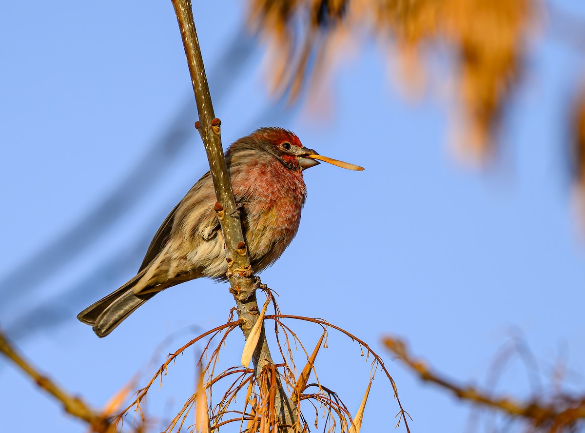 Roselin familier - ML645693380