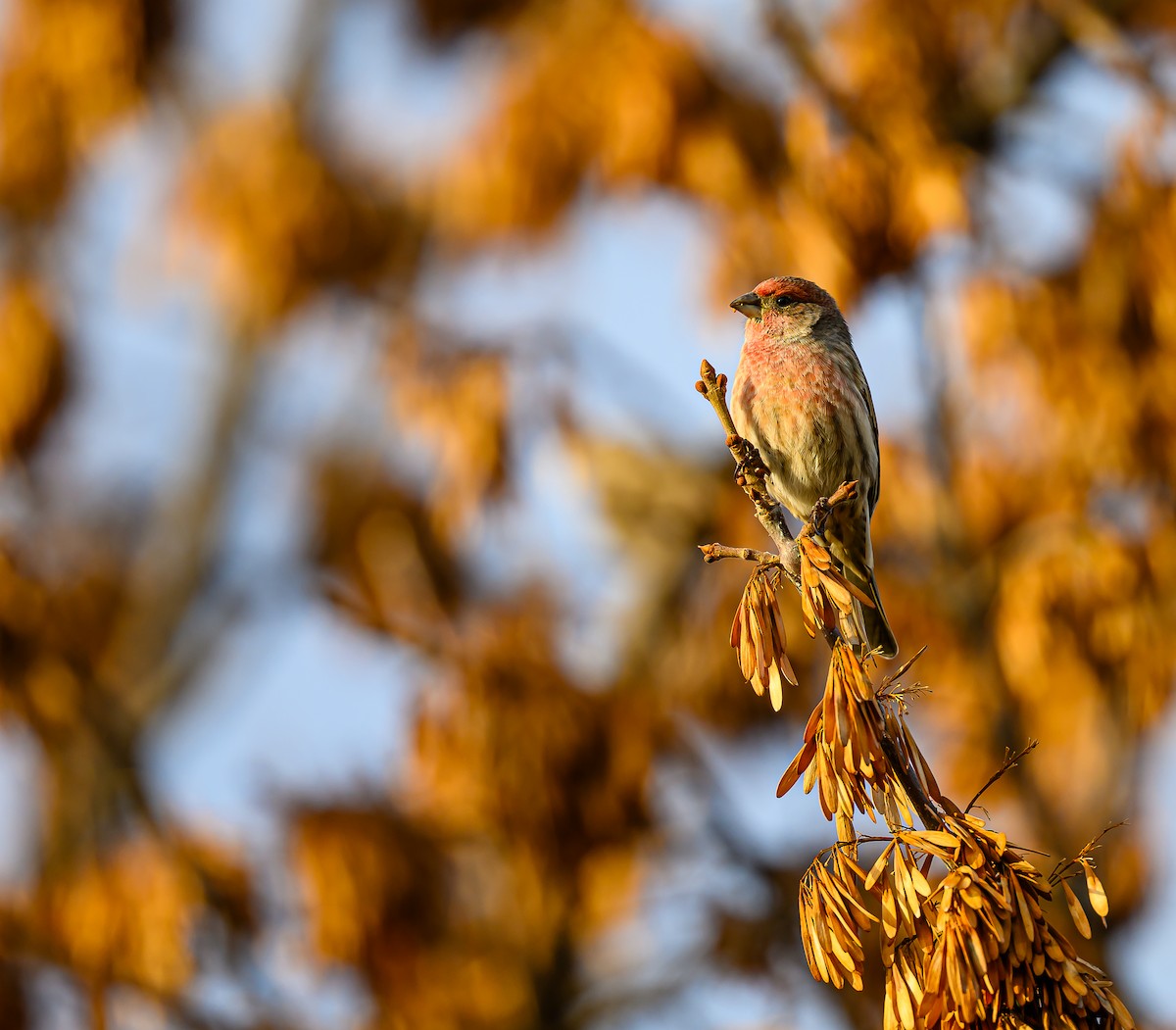 Roselin familier - ML645693381