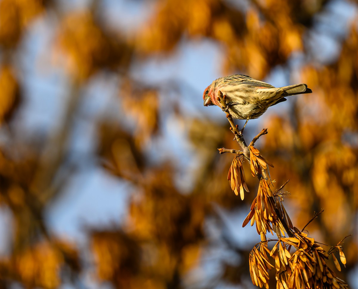 Roselin familier - ML645693382