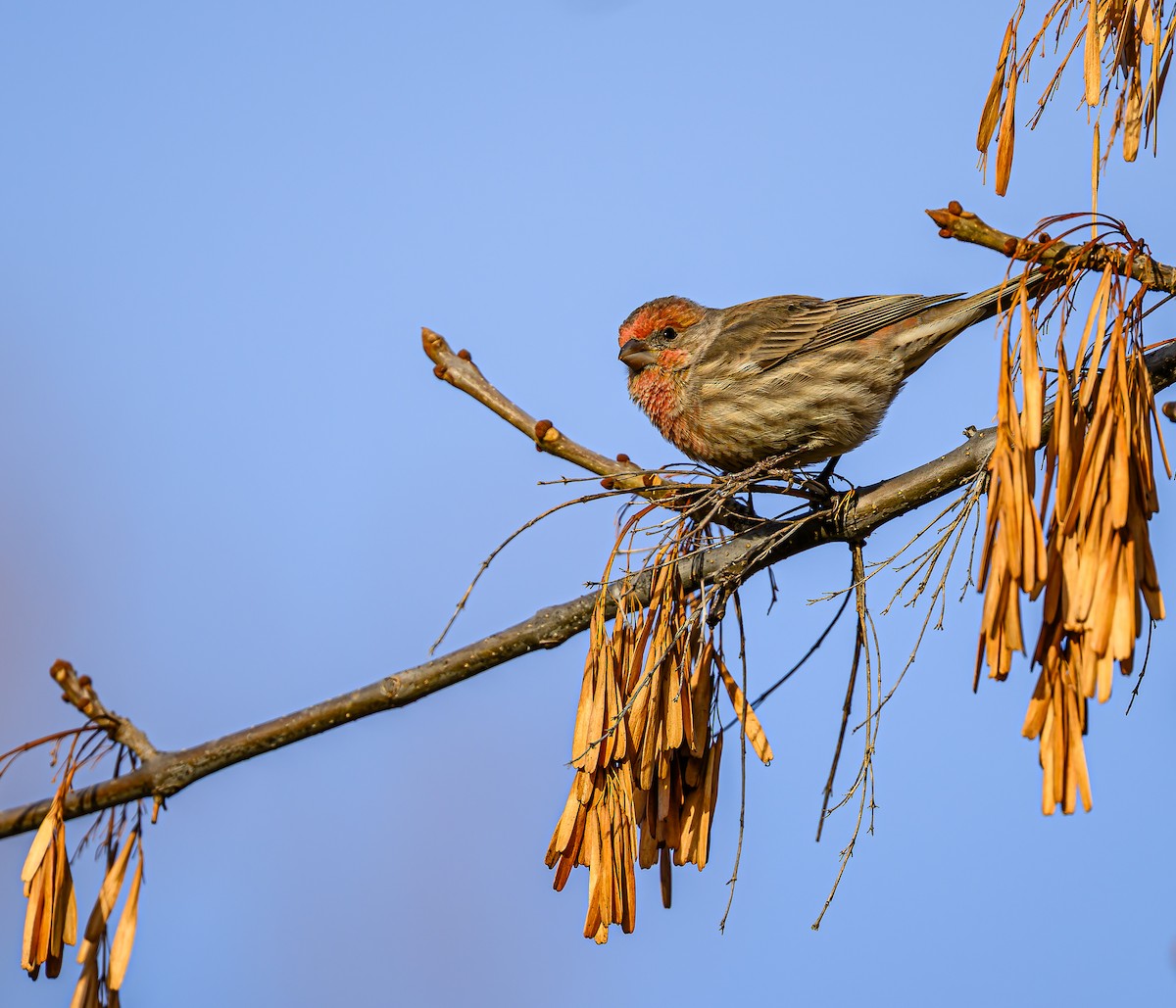 Roselin familier - ML645693383