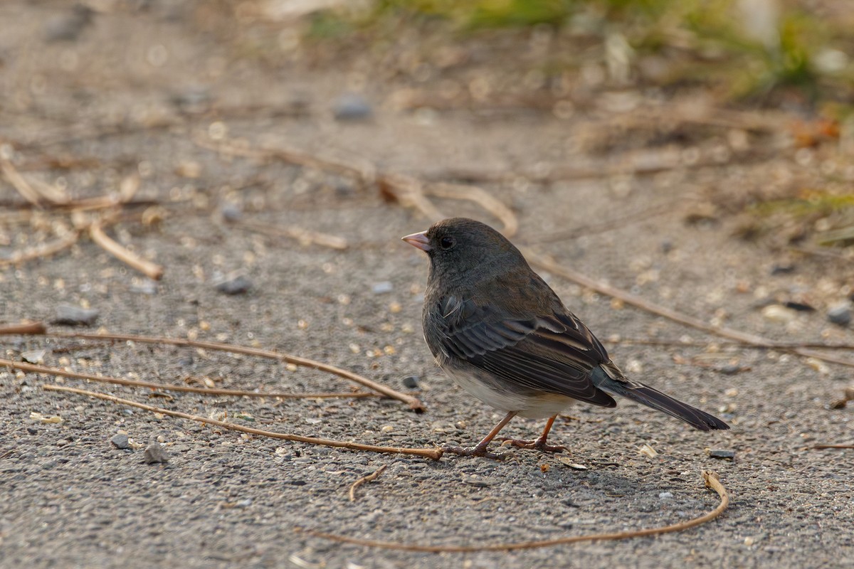 Dark-eyed Junco - ML645693386