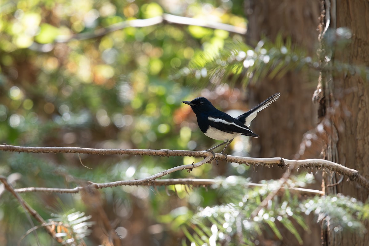 Dajalschama - ML645693390