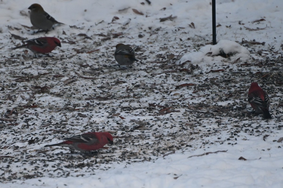 Смеречник тайговий - ML645693391