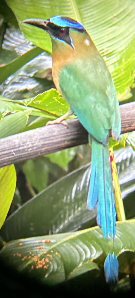 Lesson's Motmot - ML645693392