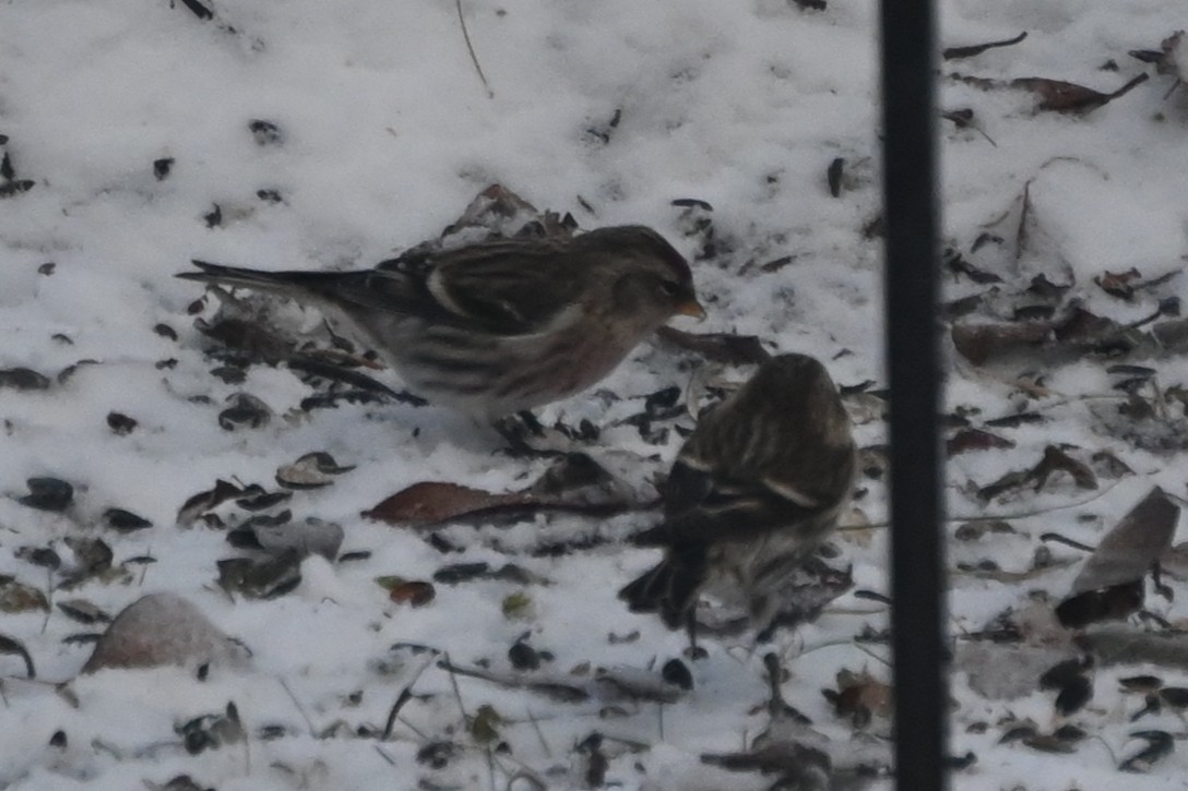 Redpoll - ML645693400