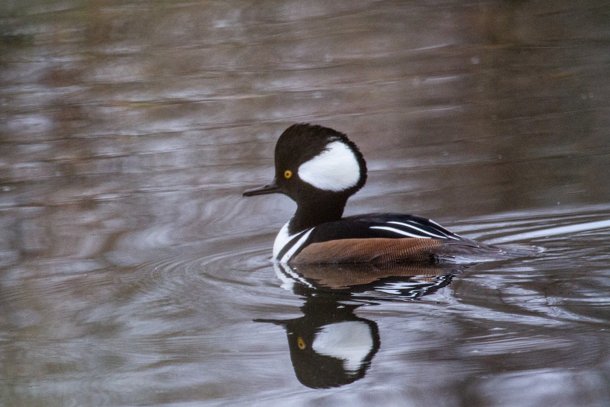 morčák chocholatý - ML645693406