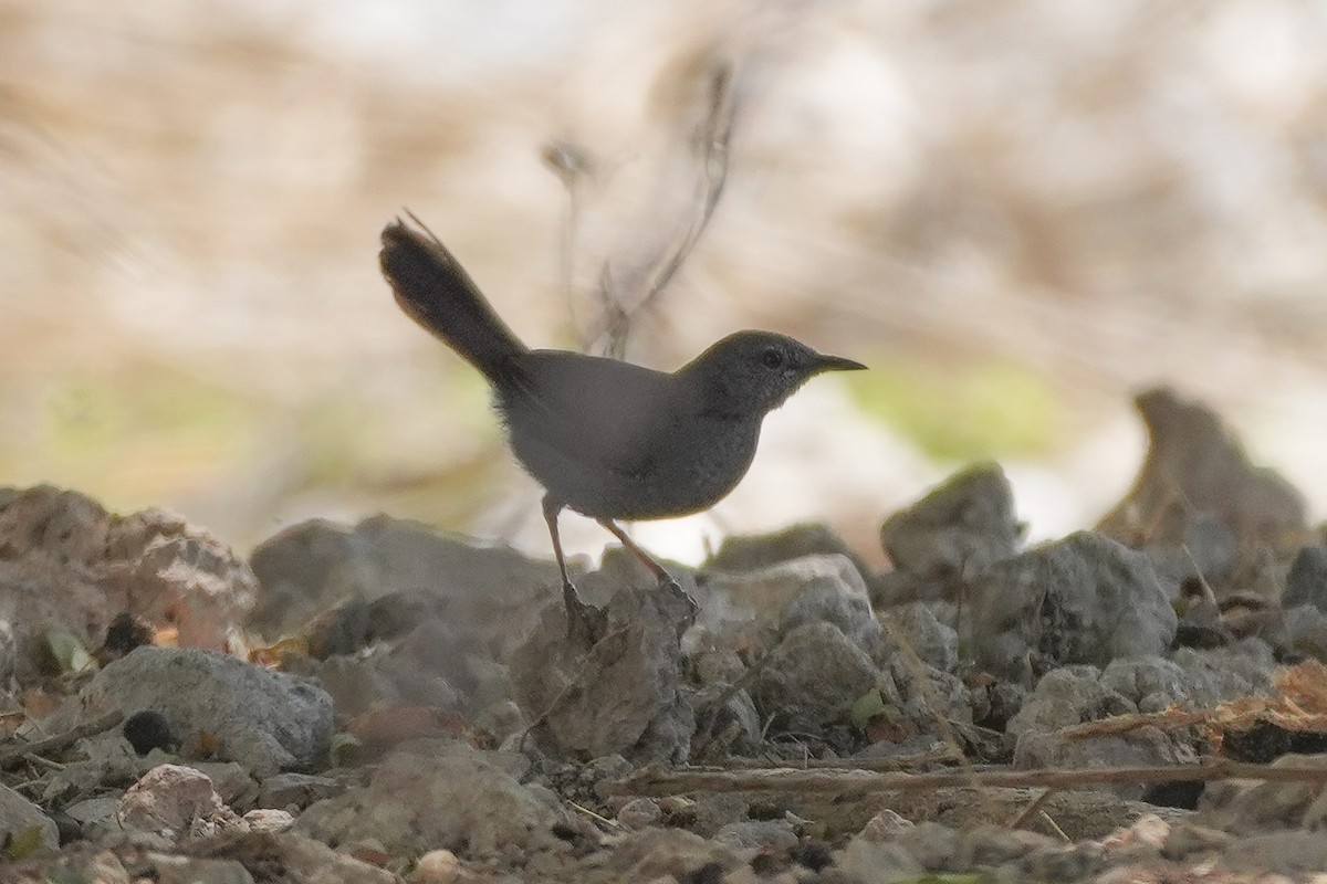 Gray Wren-Warbler - ML645693414