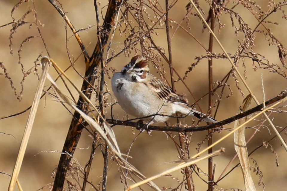 Lark Sparrow - ML645693415